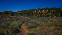 Zion_East-Rim-Trail_065