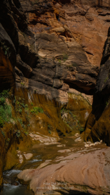 20180918_Zion_Narrows_041